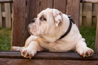 Picture of Bulldog on chair, looking aside