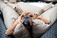 Picture of bulldog on cushions with front legs splayed