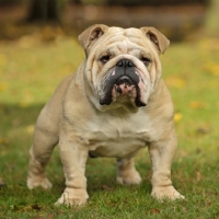 Picture of Bulldog on grass