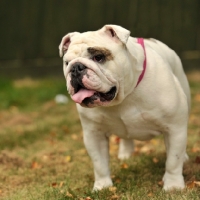 Picture of Bulldog on grass