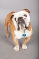 Picture of Bulldog on gray background