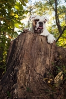 Picture of Bulldog on log