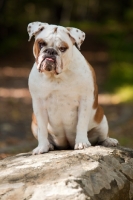 Picture of Bulldog on rock