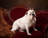 Picture of Bulldog on sofa