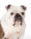 Picture of bulldog on white background, portrait
