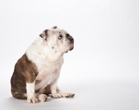 Picture of bulldog on white background, sitting