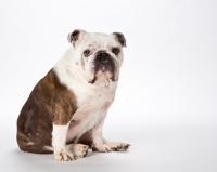 Picture of bulldog on white background