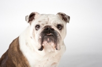 Picture of bulldog on white background