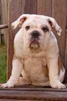 Picture of Bulldog on wooden chair, front view