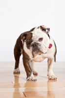 Picture of Bulldog on wooden floor