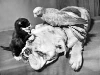 Picture of Bulldog, Parakeet and kitten