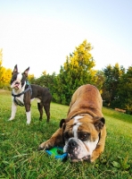 Picture of Bulldog playing with Boston Terrier in background
