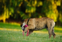 Picture of Bulldog playing with ring