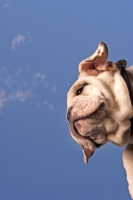 Picture of Bulldog portrait against blue sky