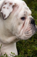 Picture of Bulldog portrait, side view