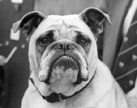Picture of bulldog portrait