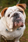 Picture of Bulldog portrait