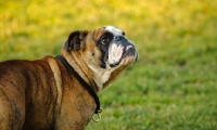 Picture of Bulldog portrait