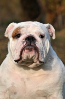 Picture of Bulldog portrait