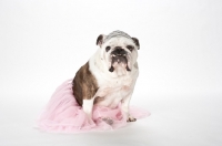 Picture of Bulldog princess