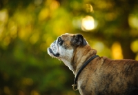 Picture of Bulldog profile