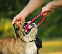 Picture of Bulldog pulling at ring