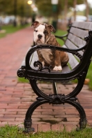 Picture of Bulldog pup on park bench