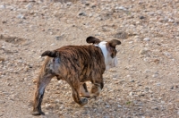 Picture of Bulldog pup on sand