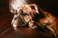 Picture of Bulldog pup resting on sofa