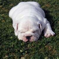 Picture of bulldog puppy asleep on grass