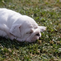 Picture of bulldog puppy asleep