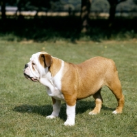 Picture of bulldog puppy, blockbuster red white and blue, 5 months old