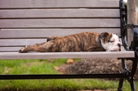 Picture of Bulldog puppy feeling tired