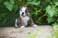 Picture of Bulldog puppy greenery