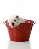 Picture of Bulldog puppy in bucket