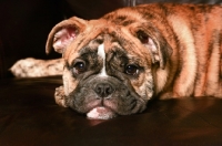 Picture of Bulldog puppy lying down