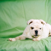 Picture of bulldog puppy lying down