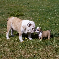 Picture of bulldog puppy nuzzling younger bulldog puppy