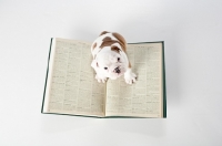 Picture of bulldog puppy on a book