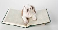 Picture of bulldog puppy on a book