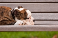 Picture of Bulldog puppy on bench