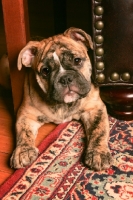 Picture of Bulldog puppy on carpet