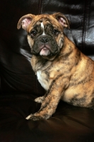 Picture of Bulldog puppy on couch