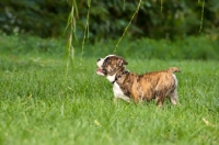 Picture of Bulldog puppy on grass