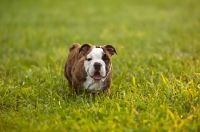 Picture of Bulldog puppy on grass
