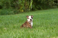 Picture of Bulldog puppy on grass