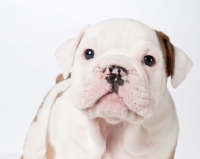 Picture of bulldog puppy portrait