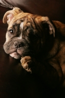 Picture of Bulldog puppy resting