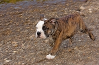 Picture of Bulldog puppy running