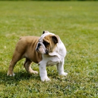 Picture of bulldog puppy standing on grass
